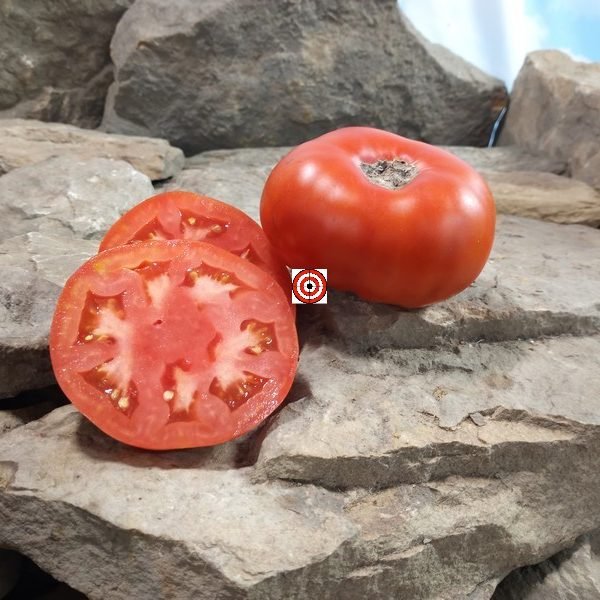 Dwarf Maliniak Tomato