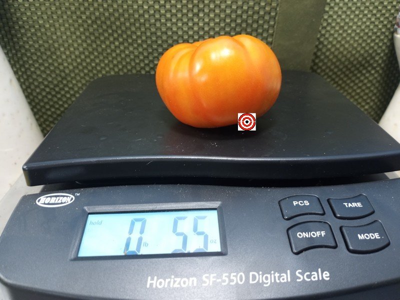 Dwarf Maliniak Tomato Beefsteak Tomatoes Dwarf Maliniak Tomato Beefsteak Tomatoes