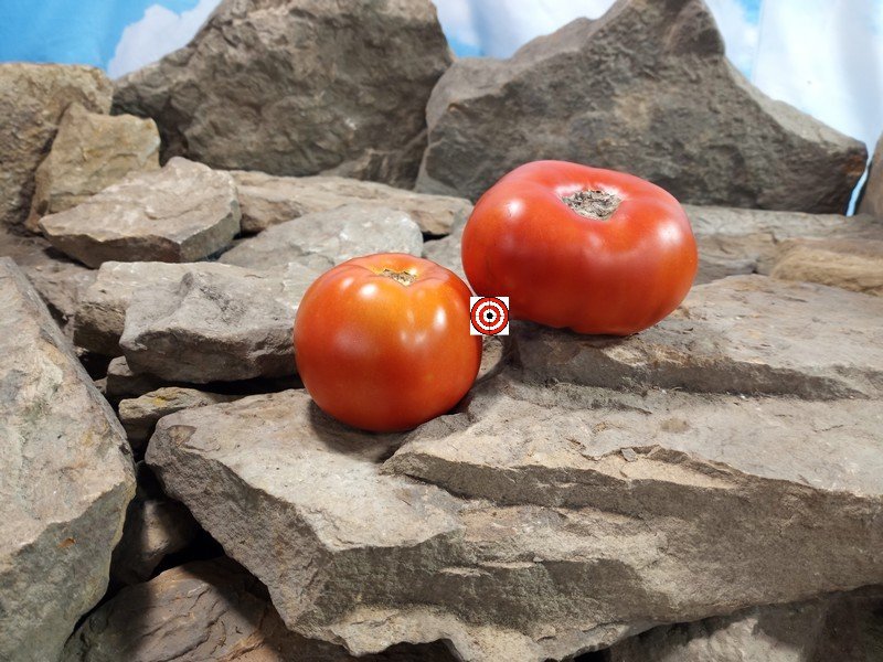 Dwarf Maliniak Tomato Red Tomatoes Dwarf Maliniak Tomato Red Tomatoes