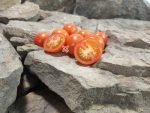 Dwarf Nano Ciliegia Tomatoes