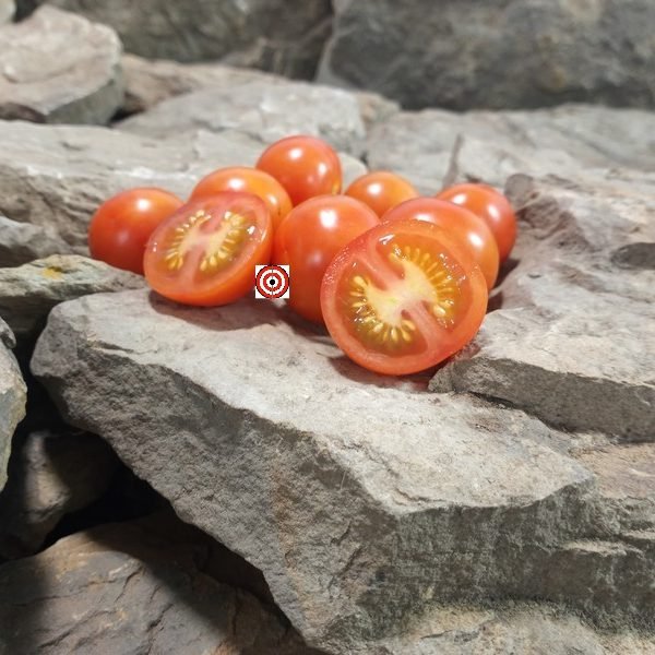 Dwarf Nano Ciliegia Tomatoes