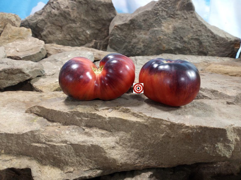 Dwarf Showstopper Tomato