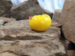 Dwarf Summertime Gold Tomato