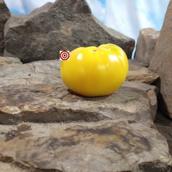 Dwarf Summertime Gold Tomato