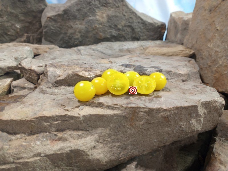 Dwarf Sweet n Neat Yellow Micro Tomato