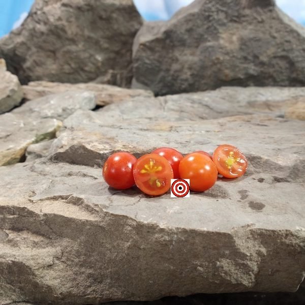 Dwarf Vilma Micro Tomato