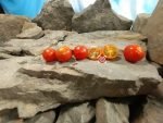 Dwarf Vilma Micro Tomato Red Tomatoes