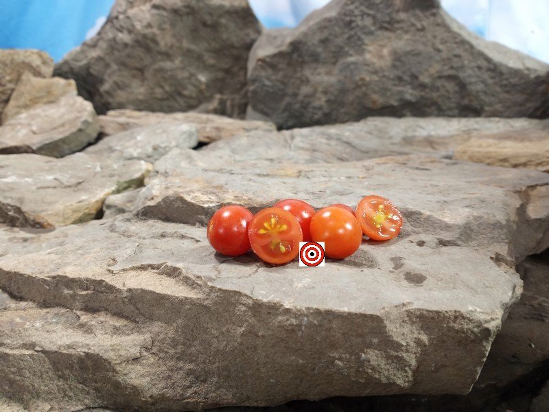Dwarf Vilma Micro Tomato