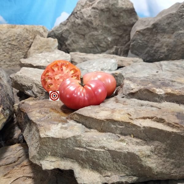 Dwarf Waverley Tomato