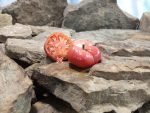 Dwarf Waverley Tomato Beefsteak Tomatoes