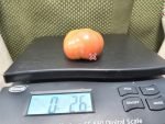 Dwarf Waverley Tomato Patio Tomatoes