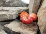Dwarf Waverley Tomato Seeds