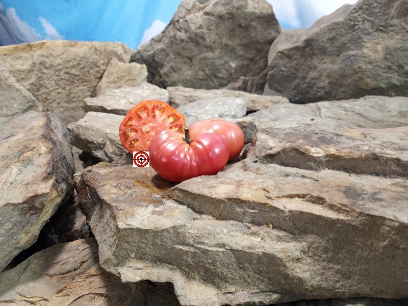 Dwarf Waverley Tomato