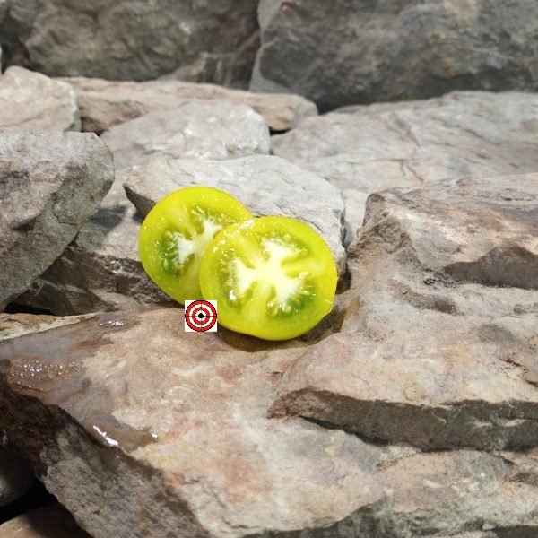 Dwarf Wax Tomato