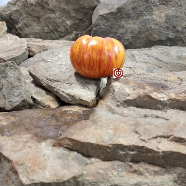 Everything Counts In Large Amounts Tomato