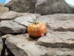 Everything Counts In Large Amounts Tomato Bill Yoder Tomatoes