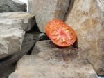 Everything Counts In Large Amounts Tomato Slicing Tomatoes