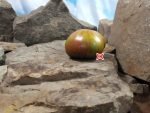 Fascination Street Tomato Bill Yoder Tomatoes