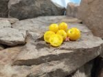 Galens Yellow Dwarf Tomato