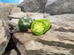 Georgia Green Tomato