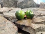 Georgia Green Tomato Seeds