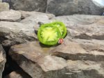 Georgia Green Tomatoes