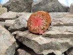 Goose Creek Black Tomato Slicing Tomatoes