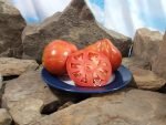 Grannys Throwing Tomato Heirloom Tomatoes