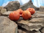 Grannys Throwing Tomato Red Tomato