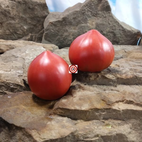 Gratitude Tomato