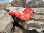 Gratitude Tomato Oxheart Tomatoes