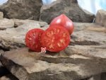 Gratitude Tomato Sandwich Tomatoes
