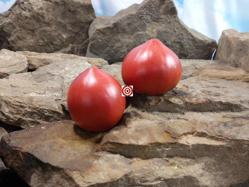 Gratitude Tomato