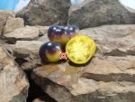 Halo Tomato