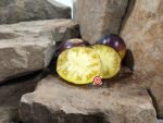 Halo Tomato Blue Tomatoes