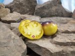 Halo Tomato Seeds