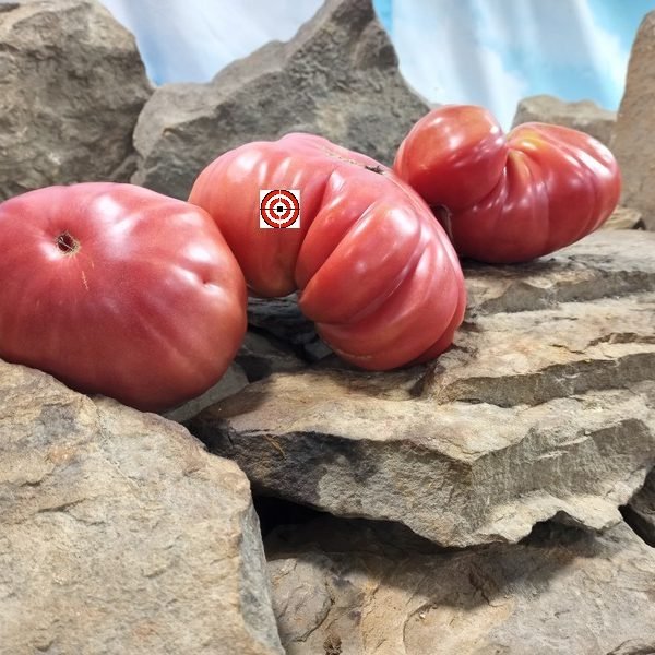 Happy Jack Tomato