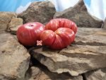 Happy Jack Tomato Heirloom Tomatoes