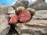 Hearts Delight Black Tomato Slicing Tomatoes