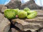 Hold Back The Rain Tomato