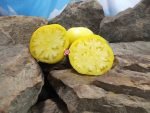 Hughs Tomato Seeds