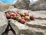 Hungry Like a Wolf Tomato Seeds