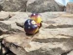 Intergalactic Tomato Seeds