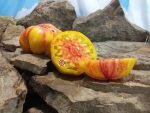 Judson Bicolor Tomato