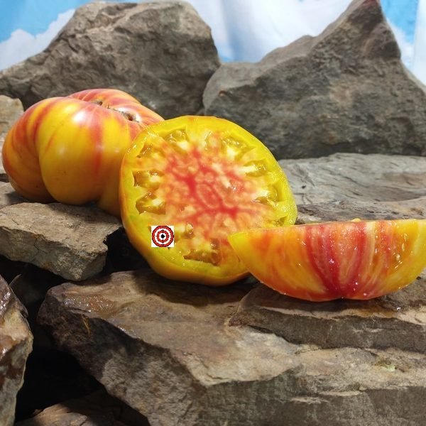 Judson Bicolor Tomato