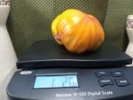 Judson Bicolor Tomato Giant Tomatoes