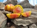 Judson Bicolor Tomato Seeds