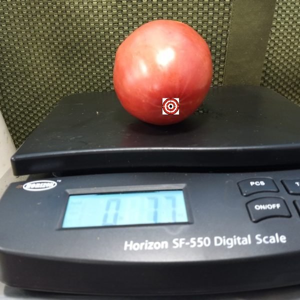 Jungs Giant Oxheart Tomato