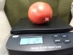 Jungs Giant Oxheart Tomato Pink Tomatoes