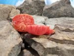 Jungs Giant Oxheart Tomato Seeds